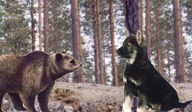 Nimbus och m�ter bj�rn - collage